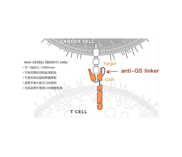 合佑生 Anti-G4Slinker CAR陽(yáng)性率檢測(cè)新工具